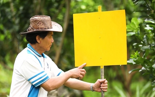 Tấm bẫy màu vàng giúp tiêu diệt côn trùng mà không cần phải sử dụng thuốc bảo vệ thực vật.
