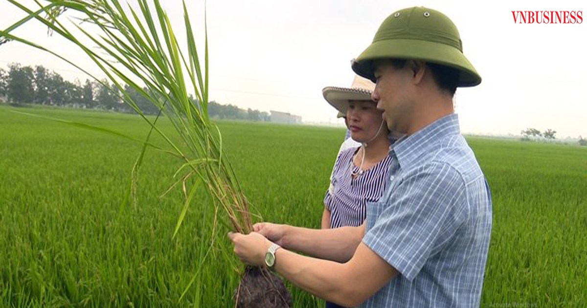 Sản xuất lúa hữu cơ theo hướng VietGAP của HTX Thạch Sơn đang mở ra hướng đi bền vững