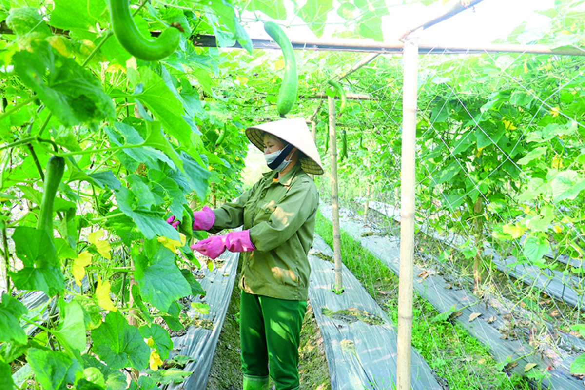 Sau khi hoàn thiện khâu sản xuất, HTX đang hướng mạnh tới việc xâỵ dựng thương hiệu để hình thành chuỗi giá trị (Ảnh TL).