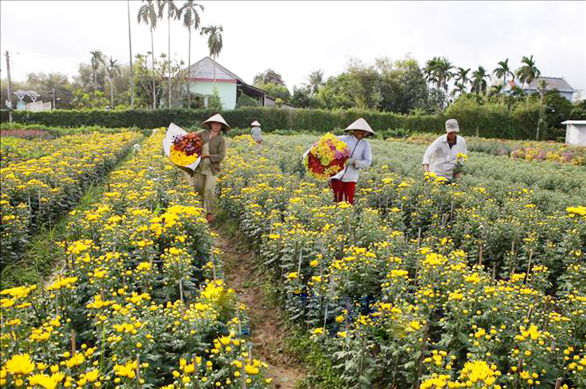 Nghề trồng hoa đang là thế mạnh mang lại thu nhập khá cho người dân Phú Mậu (Ảnh TL).