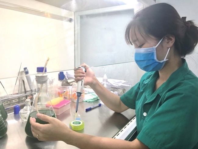 Nếu chủ quan, có thể tảo bị nhiễm bẩn, nhiễm khuẩn sẽ khó phát triển và thậm chí chết.