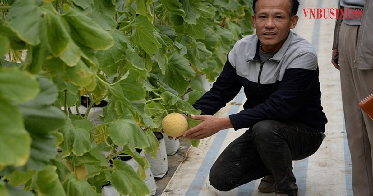 HTX có được thành công sau khi được chuyển giao khoa học kỹ thuật trồng dưa lưới trong nhà màng theo tiêu chuẩn VietGAP