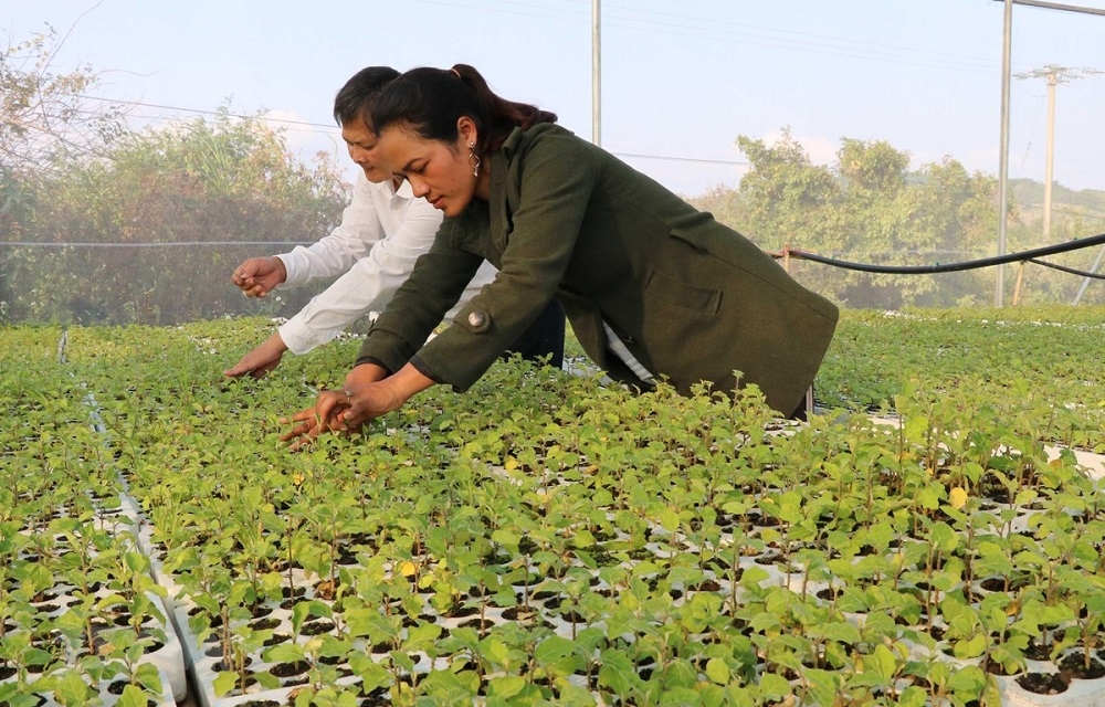 Khu vực nhân giống cà gai leo của HTX Tú An.