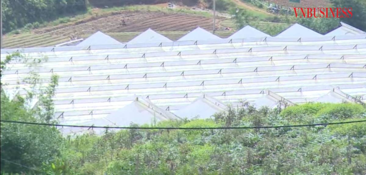 Lợi thế vùng là điều kiện để sản xuất hàng hóa chất lượng cao