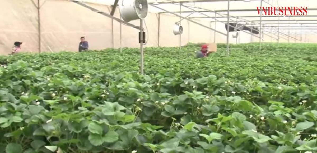 Tạo thuận lợi, thu hút thêm nhiều HTX cùng với các nhà khoa học, người nông dân đầu tư vào sản xuất