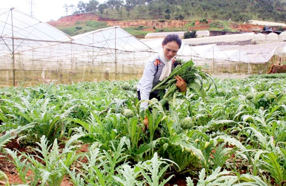 Nông nghiệp công nghệ cao là một trong 3 mục tiêu chiến lược trong phát triển kinh tế, xã hội huyện Kon Rẫy.