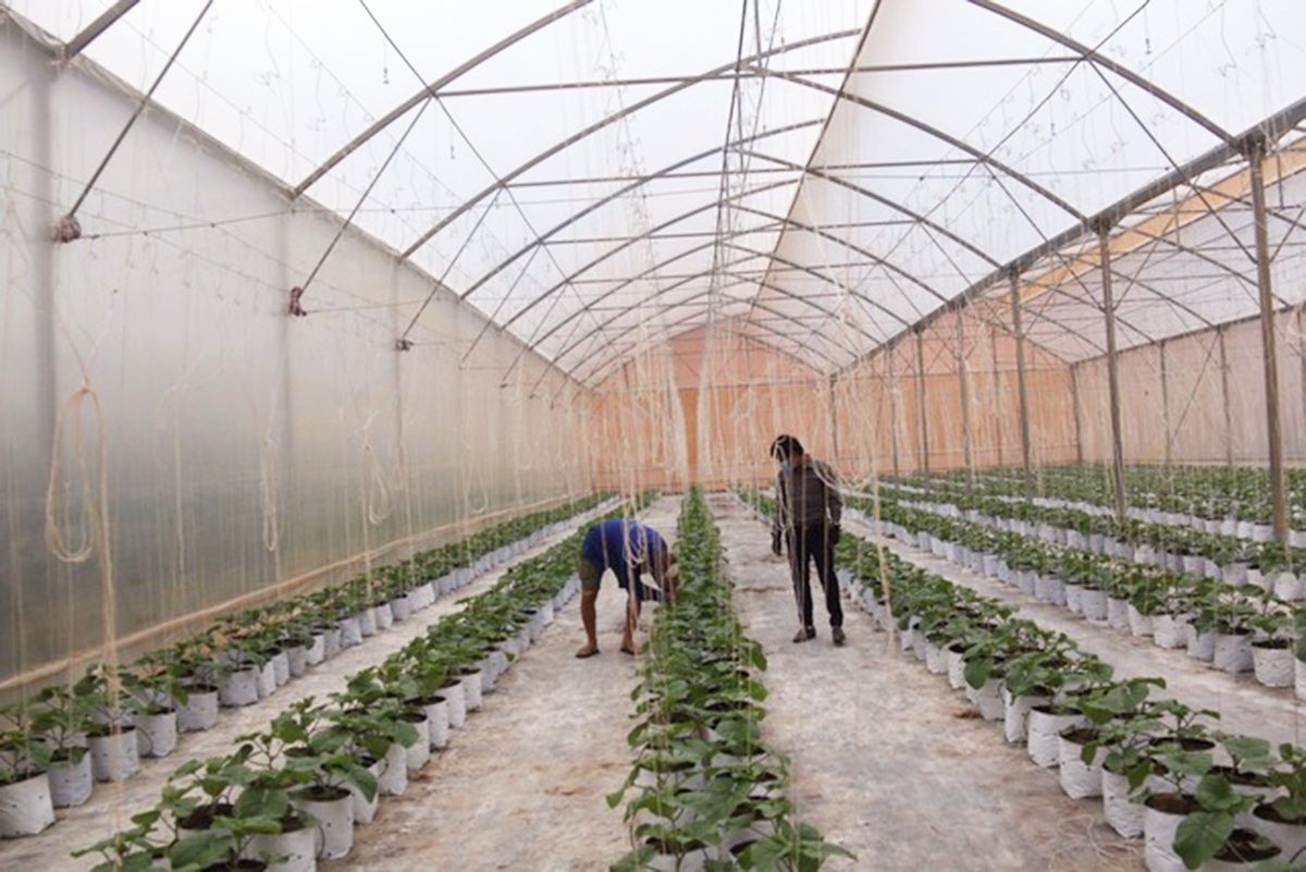 Để công nghệ cao phát triển, cần sự đồng hành của cả người dân, chính quyền, HTX và doanh nghiệp.