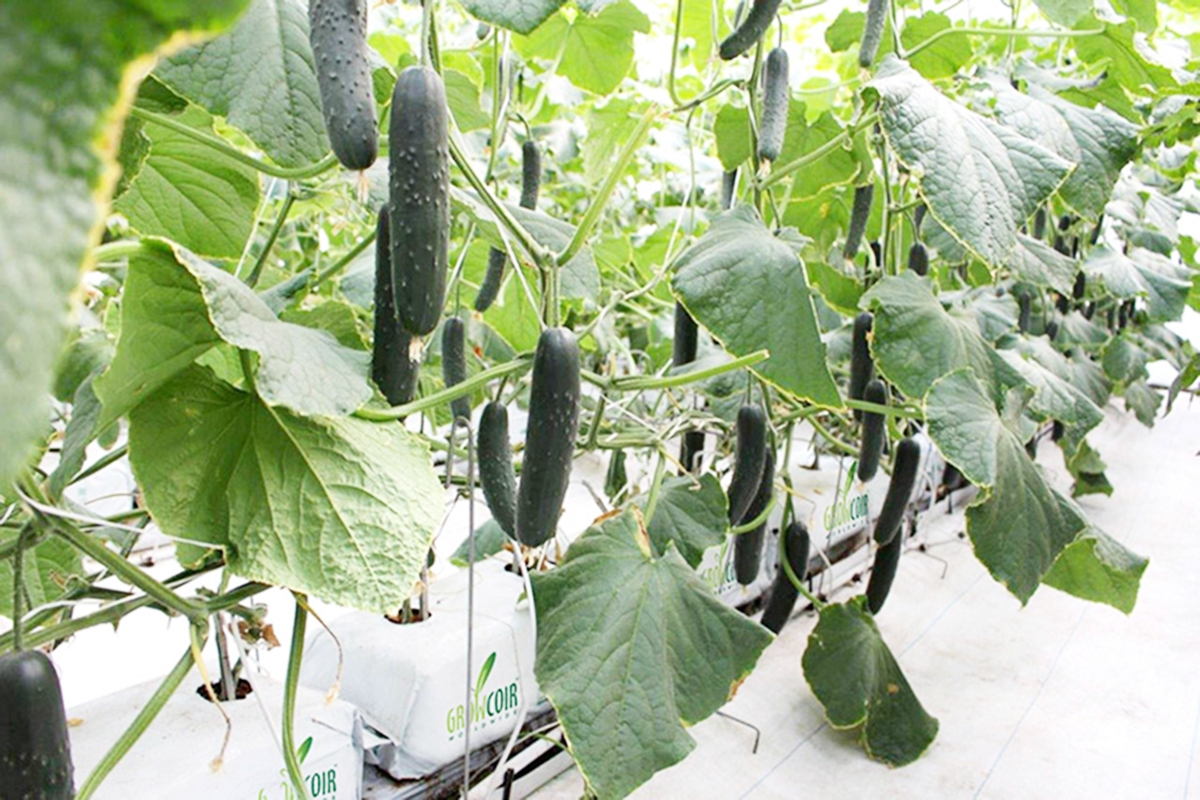 Mô hình nông nghiệp công nghệ cao có ứng dụng tưới tiết kiệm sẽ được thúc đẩy nhân rộng ở Lạng Sơn (Ảnh TL).