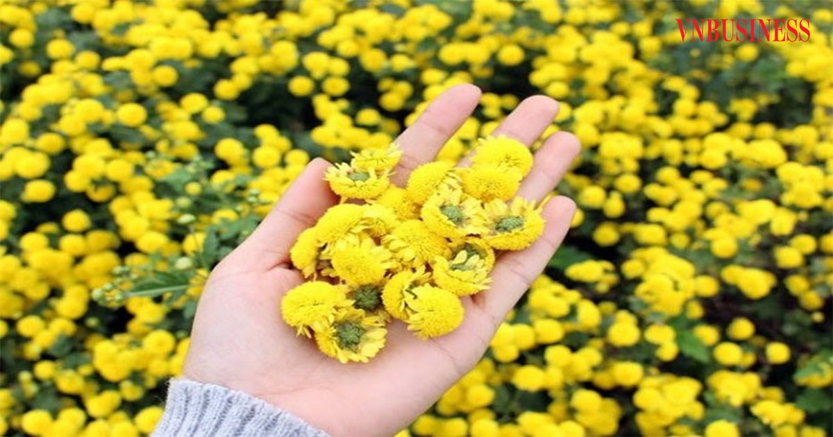 Cúc dược liệu, sản phẩm xanh của HTX Thắng Thủy.