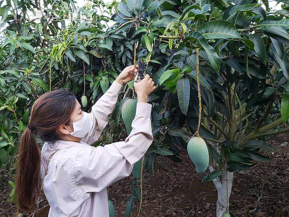 HTX Ngọc Lan là một trong 4 HTX vừa được cấp quyền sử dụng nhãn hiệu chứng nhận “Xoài Sơn La” (Ảnh: Int)