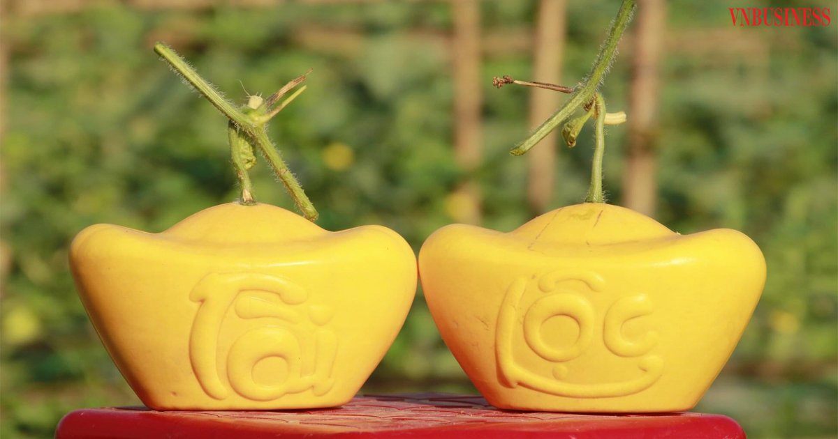 HTX khắc chữ tạo hình trên dưa lưới nâng cao giá trị sản phẩm, tăng thu nhập.