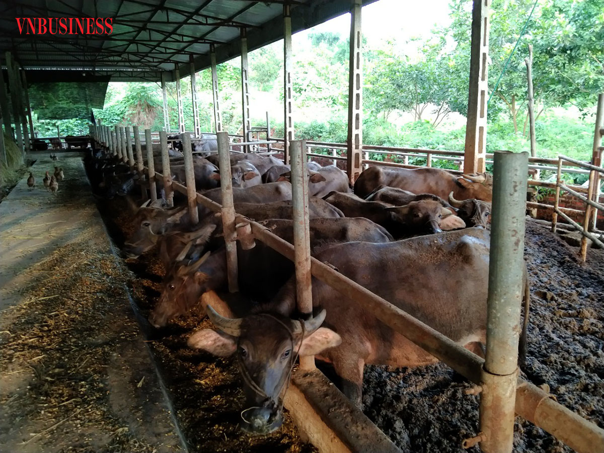 Ông Hoàng Văn Oanh, Giám đốc HTX Tiến Thành cho biết, do ảnh hưởng của dịch bệnh Covid-19 đã ảnh hưởng nghiêm trọng đến hoạt động sản xuất, kinh doanh của đơn vị.