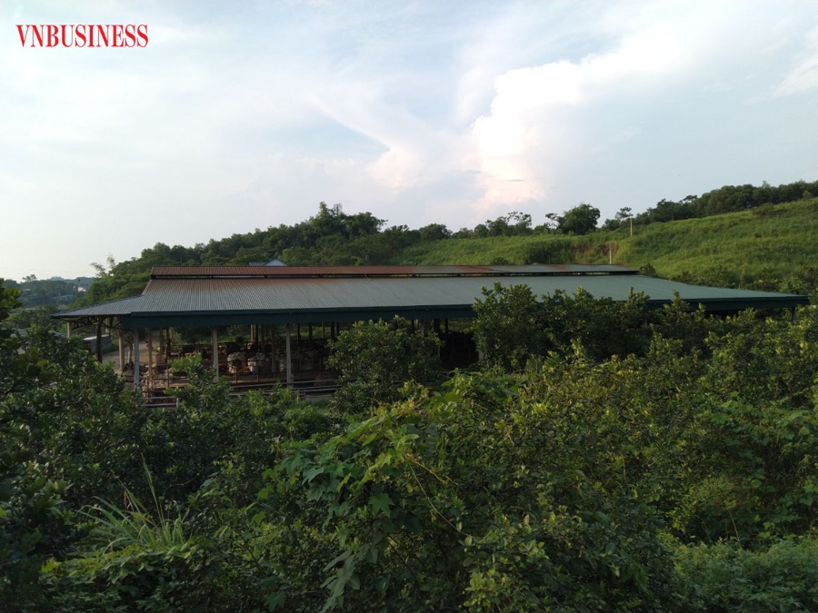 Khu chăn nuôi trâu, bò của HTX nông nghiệp công nghệ cao Tiến Thành.