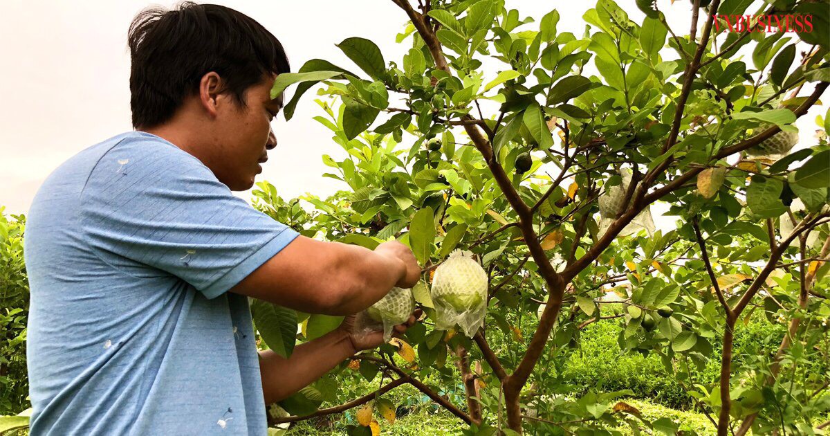 Vườn ổi của gia đình anh Nguyễn Thế Lâm, Giám đốc HTX nông nghiệp Khánh Phong đang cho thu nhập tiền triệu mỗi ngày.