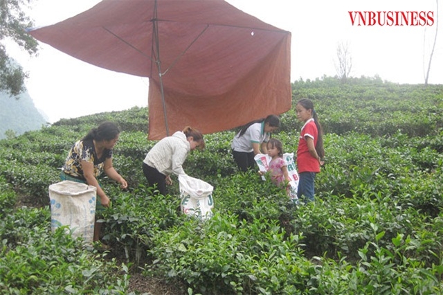 Đồng bào người Mông tích cực sản xuất chè an toàn