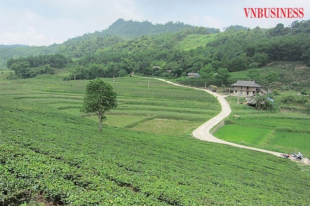 Người Mông ổn định cuộc sống nhờ cây chè