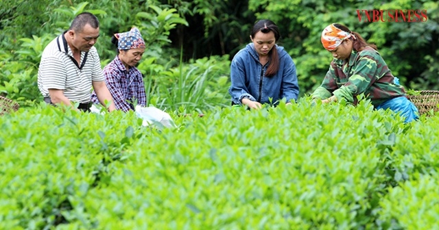 HTX đồng bào người Mông áp dụng kỹ thuật vào trồng chè.