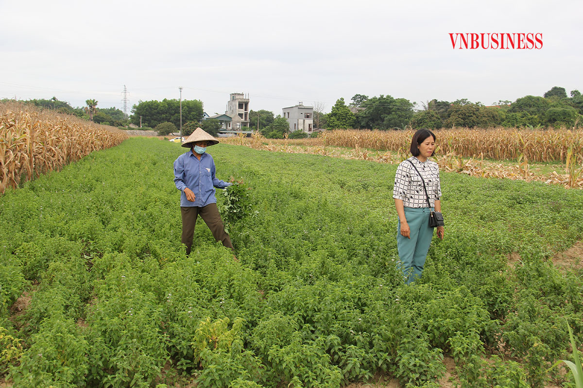 Chị Hà Thị Cần (áo xanh) hy vọng việc chuyển đổi sản xuất sẽ mang lại đời sống ấm no cho gia đình.