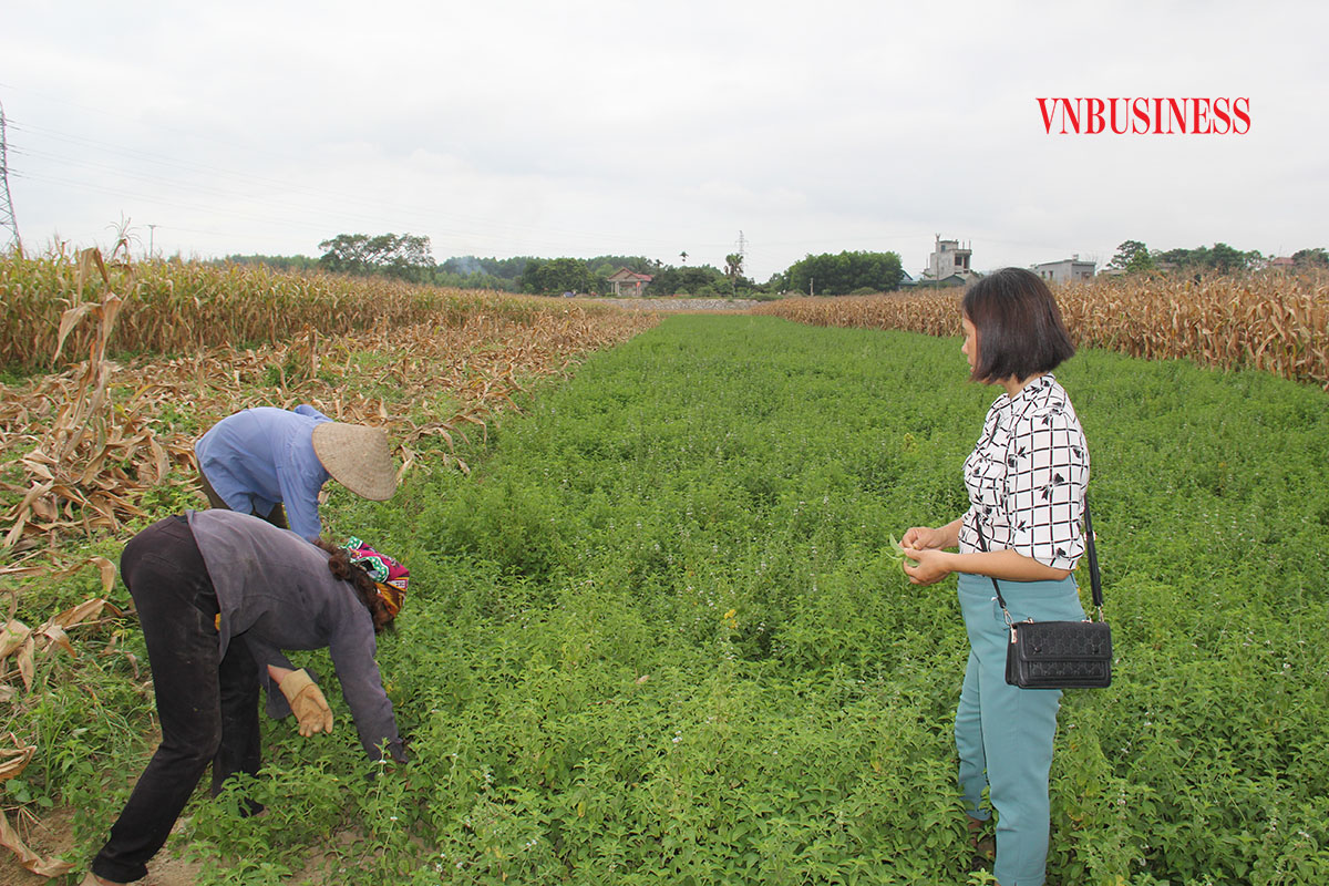 Chị Nguyễn Thị Thu Hiền, Giám đốc HTX nông nghiệp hữu cơ Tuyên Quang (đứng) đang hướng dẫn các hộ gia đình liên kết trồng cây bạc hà chăm sóc, nhổ cỏ, đồng thời mong muốn sẽ cùng với người dân xây dựng thương hiệu tinh dầu bạc hà để nâng cao đời sống của người dân.
