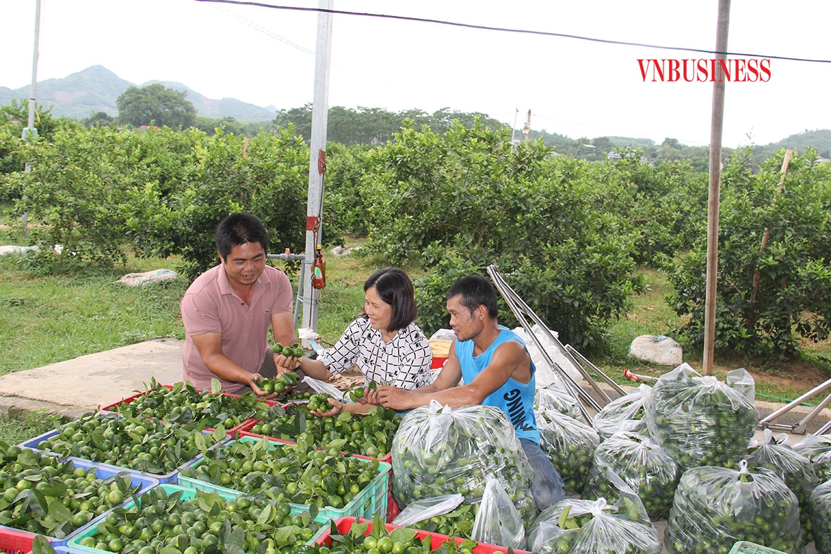 Thành viên THT số 2 tuyển chọn chanh để xuất bán ra thị trường.