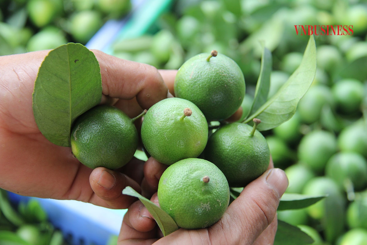 Đặc trưng của chanh trồng tại THT số 2 là còn nguyên phần cuống hoa khi thu hoạch.