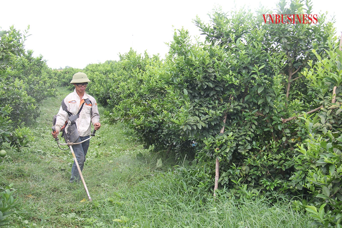 Trồng chanh hữu cơ tại THT số 2 không nhổ cỏ, mà cắt tỉa để cỏ và chanh cùng ký sinh hỗ trợ nhau phát triển.