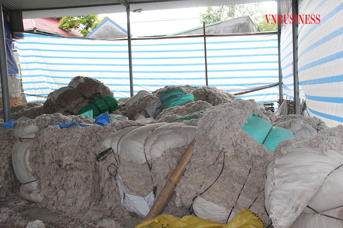 Một phần nguyên liệu trồng nấm sạch của HTX Yên Bình là bông gạo.