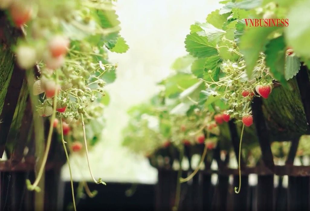 Xây dựng mô hình nông nghiệp hiện đại gắn với thu hút đồng bào dân tộc thiểu số tham gia liên kết hợp tác sản xuất.