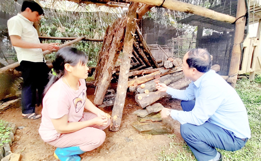 Nghề trồng nấm hương đang có nhiều tiềm năng phát triển ở Sơn Phú (Ảnh TL).