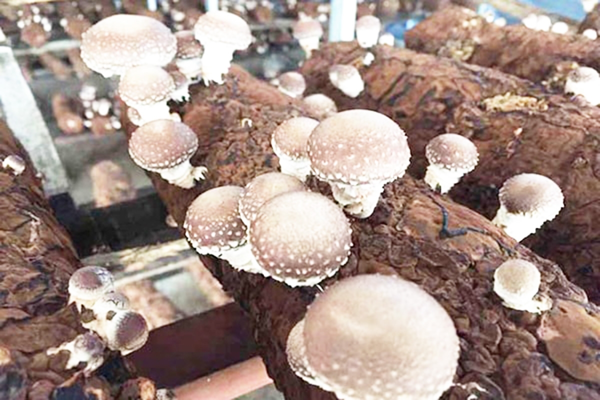 Bên cạnh hoàn thiện kỹ thuật, xã đẩy mạnh xây dựng thương hiệu nấm hương tại địa phương (Ảnh TL).