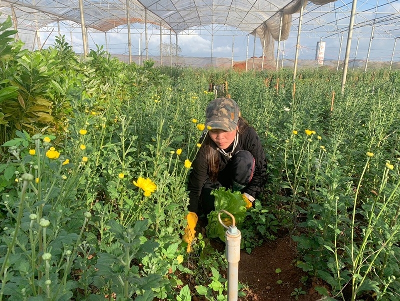 Khu vực trồng hoa trong nhà màng của HTX Tân Hợp.