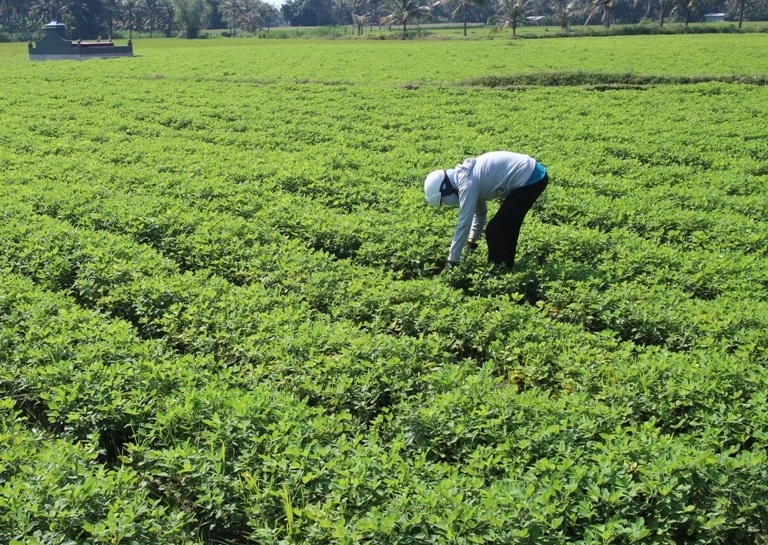 Chuyển đổi từ đất lúa sang trồng lạc an toàn giúp bảo đảm nguyên liệu phục vụ chế biến dầu lạc.