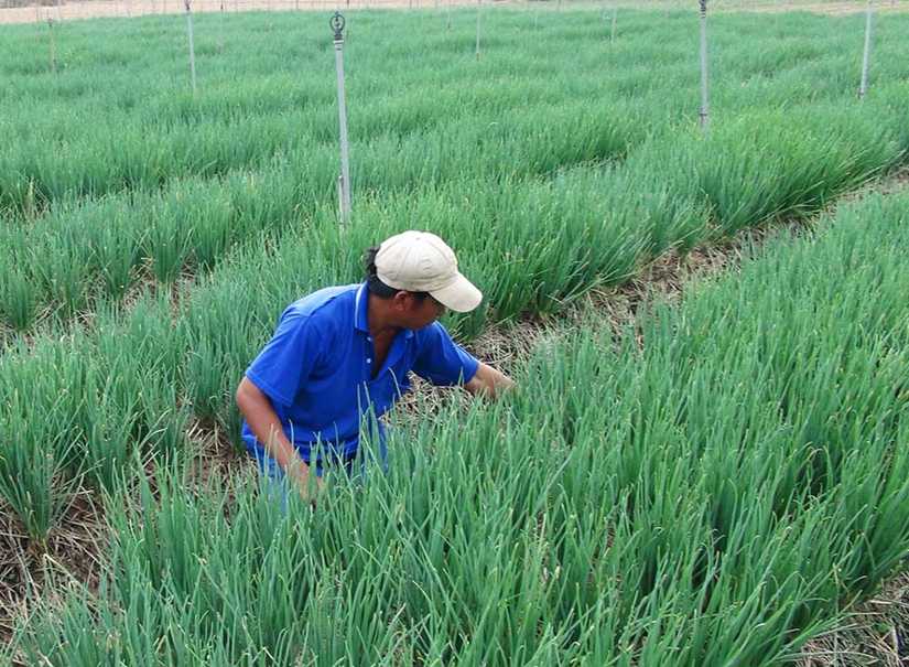 Công nghệ tưới tiết kiệm giúp người dân chủ động nguồn nước tưới.