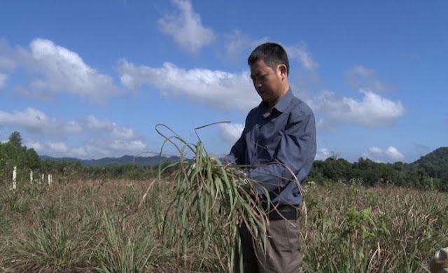 Ông Đoàn Văn Linh, Giám đốc HTX Vanpa kiểm tra cây sả nguyên liệu.