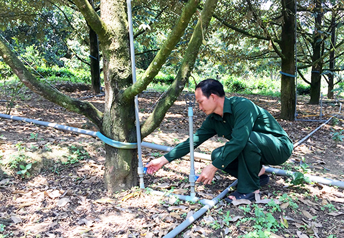 Các hộ trồng cây trên địa bàn huyện đang đẩy mạnh ứng dụng công nghệ cao vào sản xuất. (Ảnh TL).