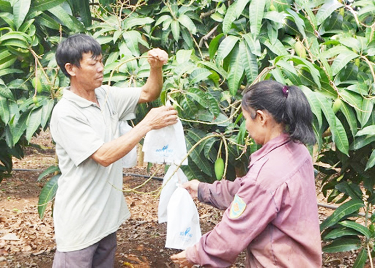 Việc trồng xen canh cây ăn quả vào vườn cà phê, hồ tiêu giúp nông dân tăng giá trị cây trồng. (Ảnh TL).