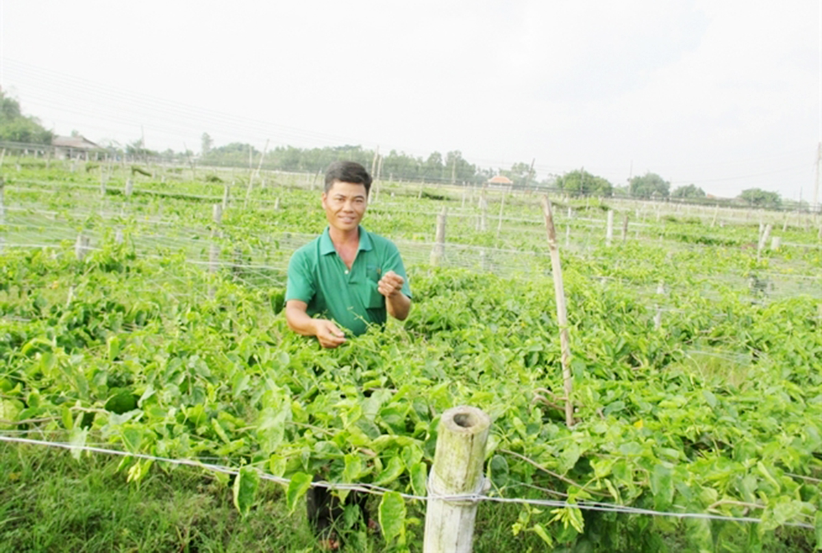 Hoa thiên lý cho thu nhập cao ở Đức Huệ (Ảnh TL).