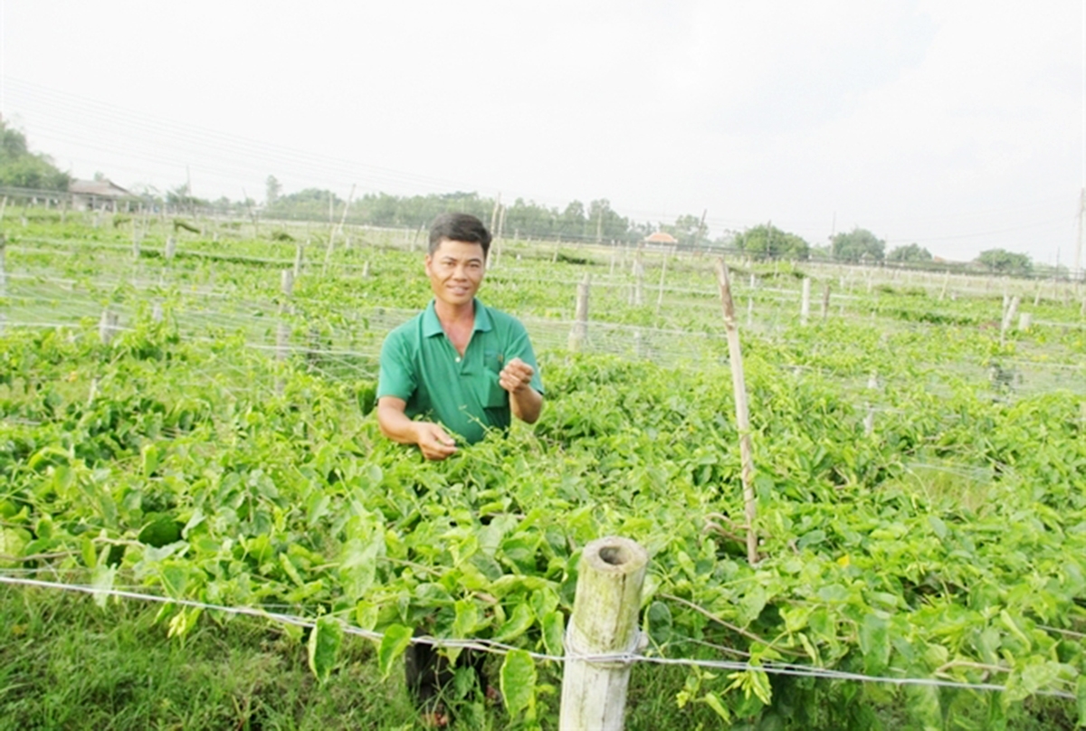 Hoa thiên lý cho thu nhập cao ở Đức Huệ (Ảnh TL).