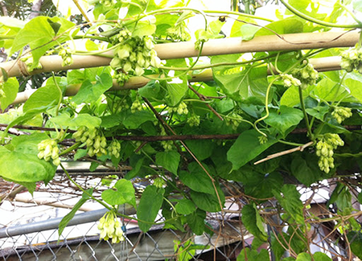 Huyện cần đẩy mạnh phát triển thương hiệu cho sản phẩm (Ảnh TL).