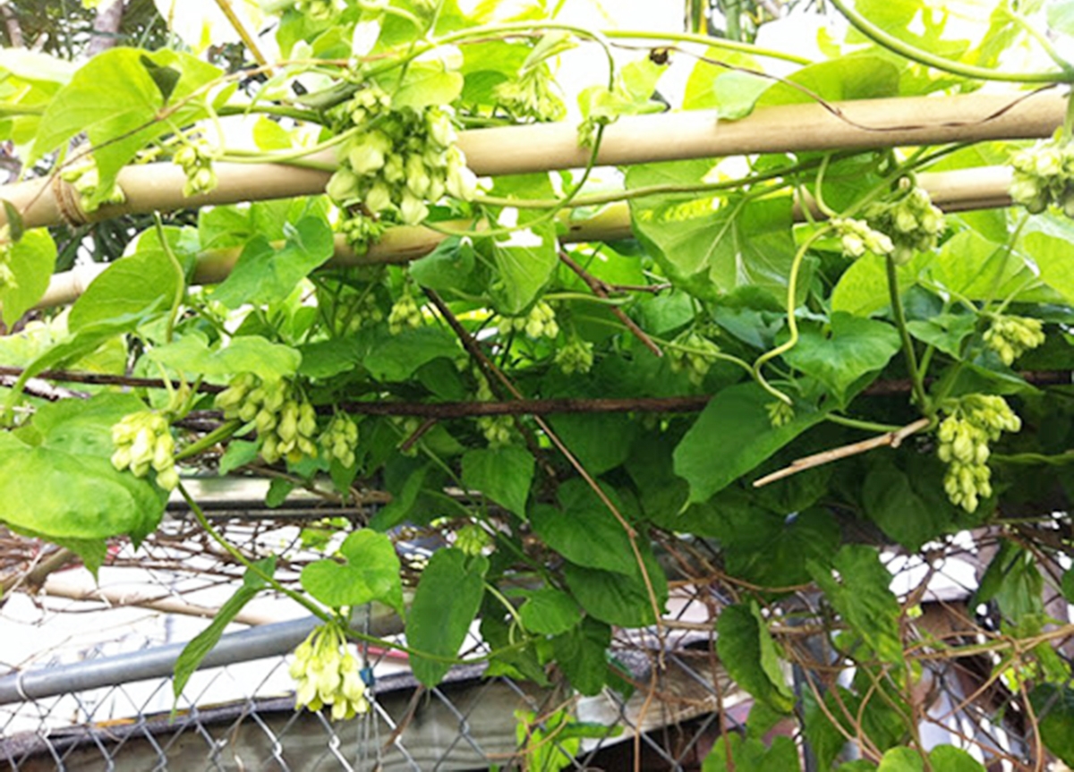 Huyện cần đẩy mạnh phát triển thương hiệu cho sản phẩm (Ảnh TL).