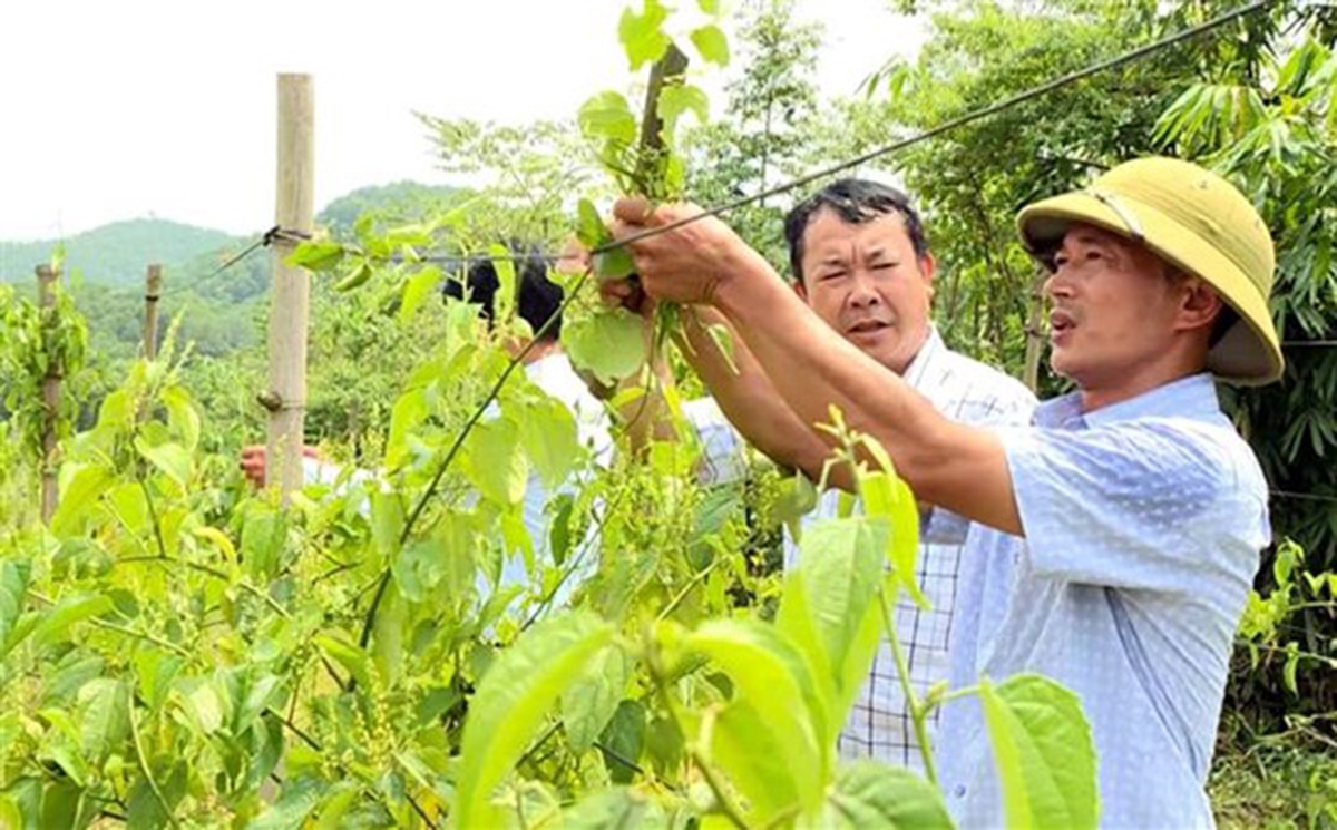 Để đảm bảo tính bền vững, tỉnh cần siết chặt quy hoạch, giải hết các bài toán tiêu thụ (Ảnh TL).