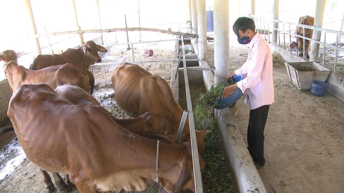 Nuôi bò sinh sản của Tổ hợp tác chăn nuôi bò trang trại Ba Lòng.