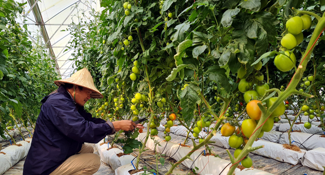 Nhờ áp dụng công nghệ vào sản xuất nên cà chua của HTX Bản Mé đạt năng suất cao.