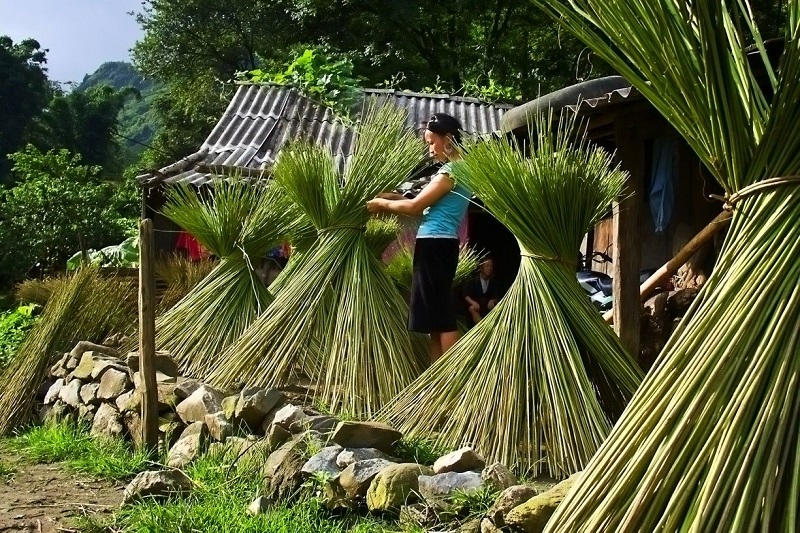 Cây lanh là nguyên liệu chính để tạo thành những tấm vải thổ cẩm.