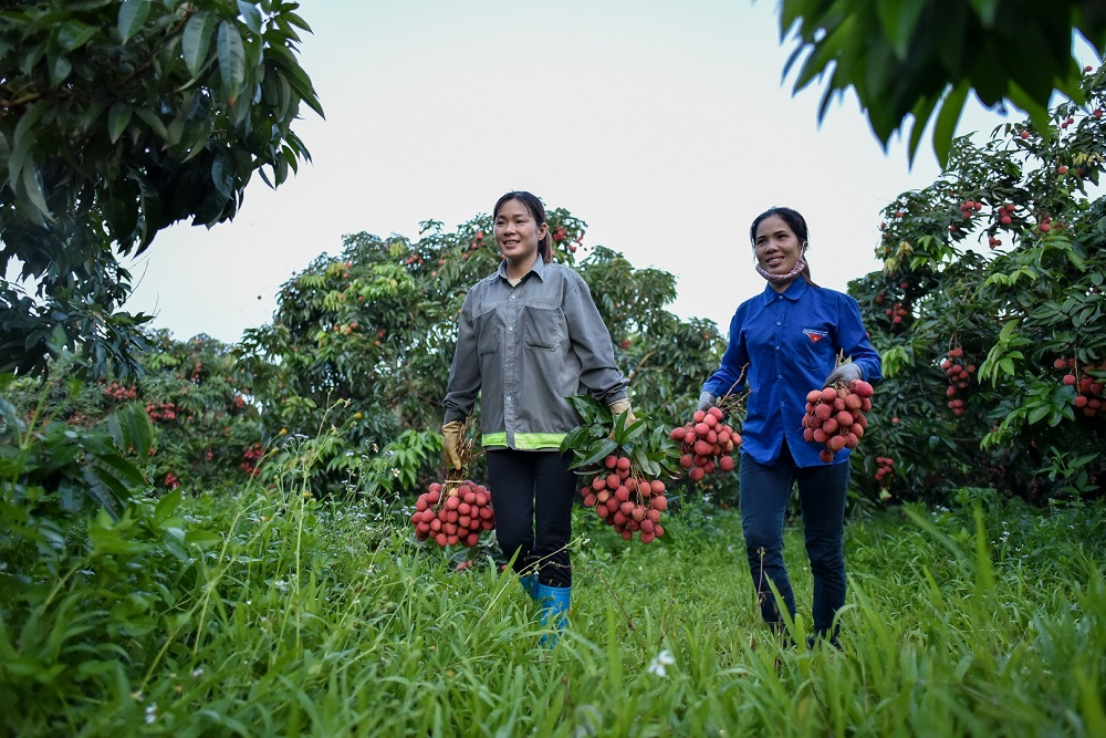 Các HTX ở Bắc Giang đã kết nối với doanh nghiệp, tổ chức, cơ quan nhà nước hỗ trợ người dân tiêu thụ vải.