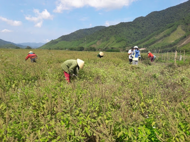 HTX Vanpa dành 1,5ha trồng thử nghiệm cây hương nhu.