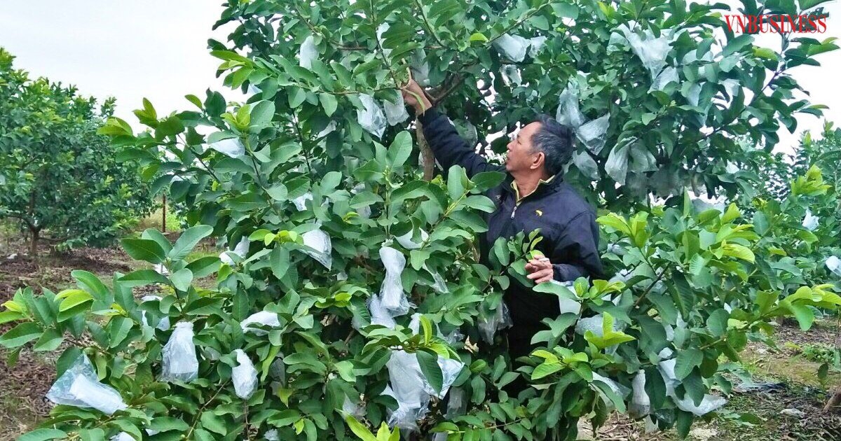 Hiện, trái ổi của HTX Việt Doanh được người tiêu dùng ở Hà Nội và các tỉnh miền Bắc đón nhận và đánh giá cao.