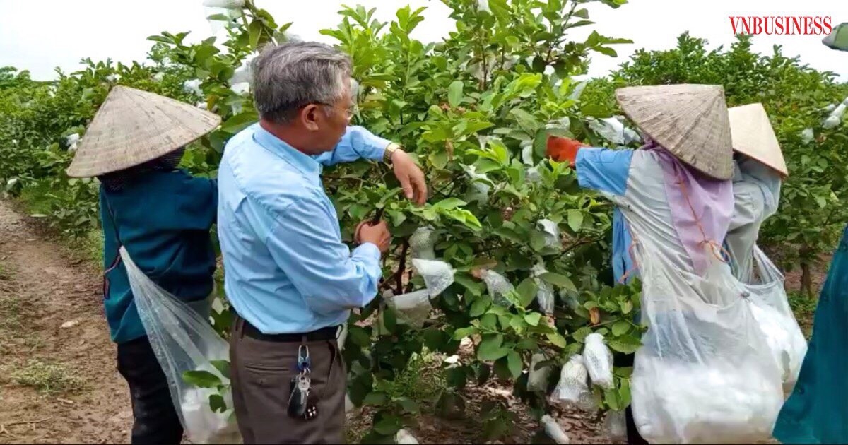 Ông Đào Việt Dũng cùng các thành viên HTX thu hoạch ổi lê.