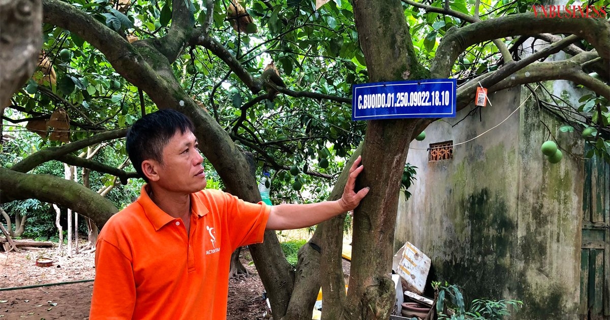 Bưởi “tổ” tại vườn nhà ông Lương Văn Phương được đeo mã số, năm nào cũng sai trĩu quả