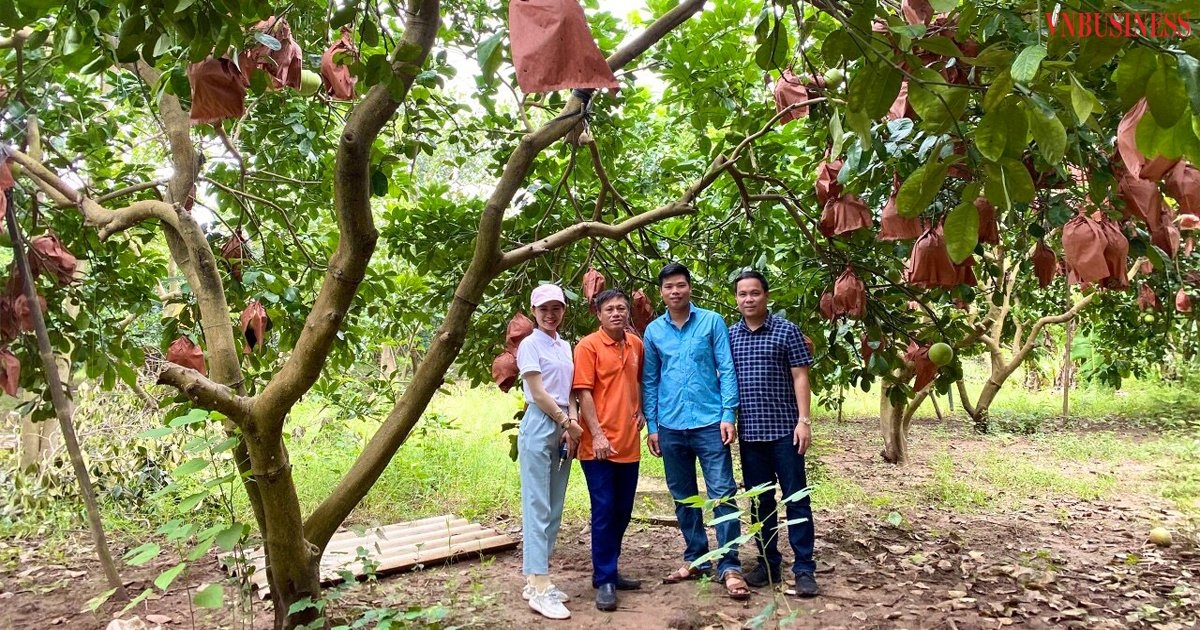 Nhờ sản xuất sạch theo hướng VietGAP, bưởi đỏ Đông Cao có chất lượng cao hơn, năng suất tốt hơn